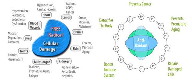 Free-Radicals-and-Antioxidants