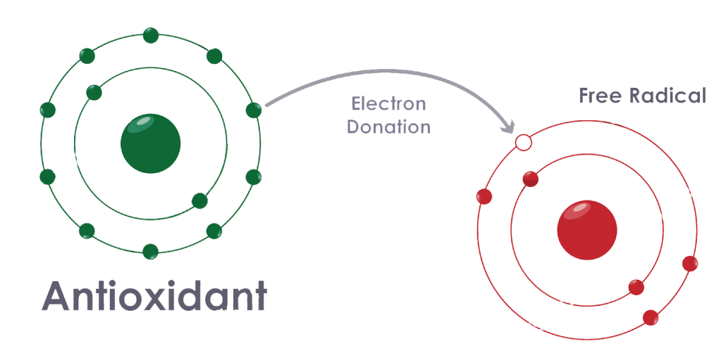 Free Radicals Vs. Antioxidants And How They Impact Your Immune System