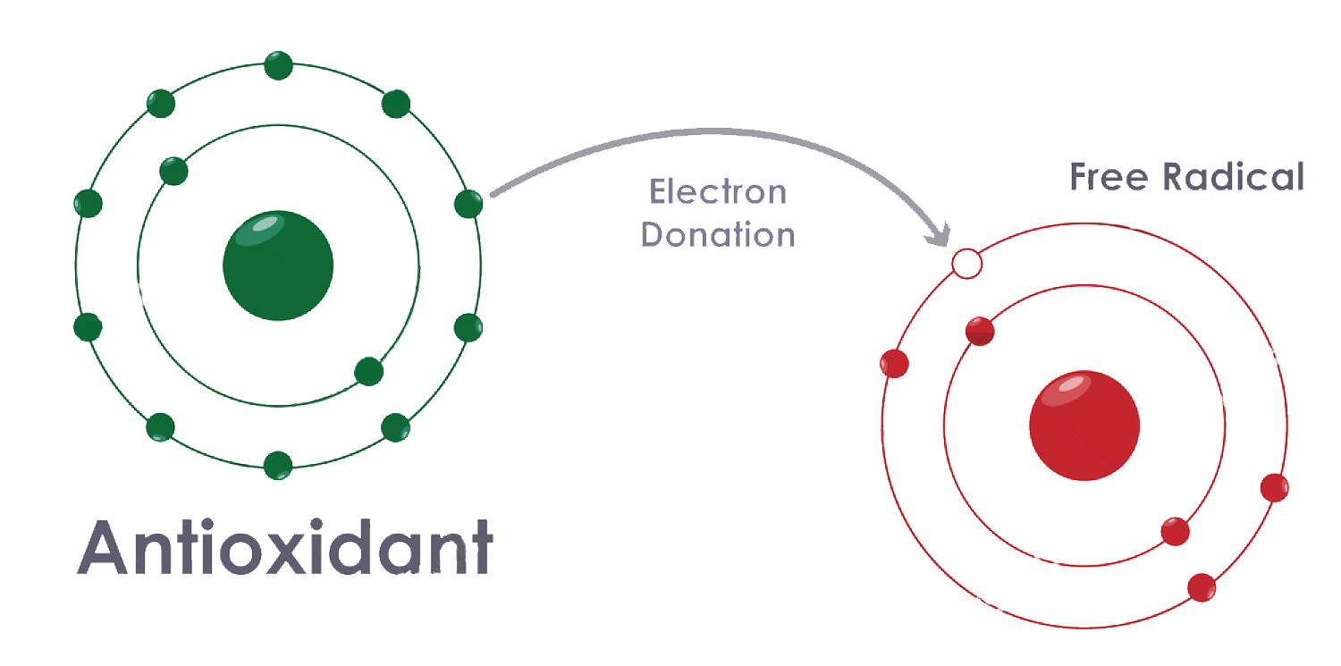 Free Radicals Vs. Antioxidants and How They Impact Your Immune System