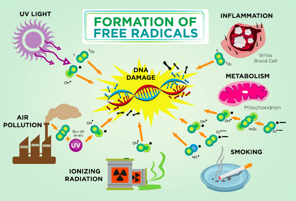 Antioxidants Effect On Immune System at Stella Mann blog