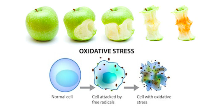 Free radicals and immune system